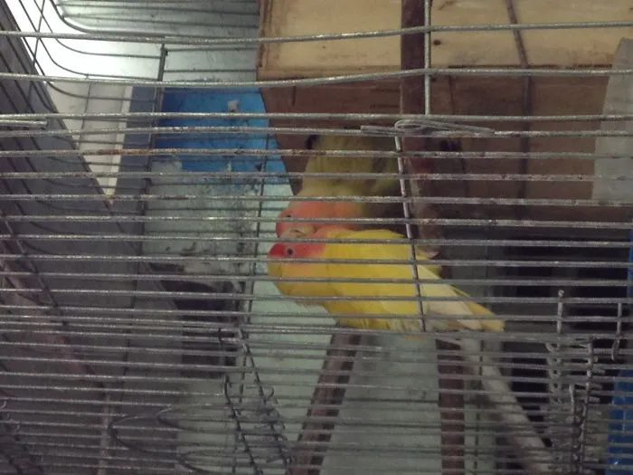 Love Bird