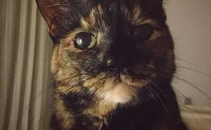 Is It Even Possible To Impress This Cat?