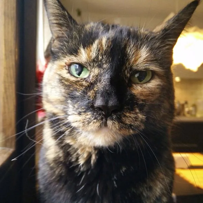 Is It Even Possible To Impress This Cat?