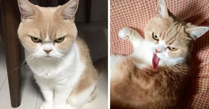 Meet Japanese Grumpy Cat, Who Is Even Grumpier Than The Original One
