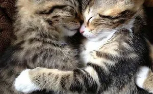 114 Cats Ready For Valentine's Day