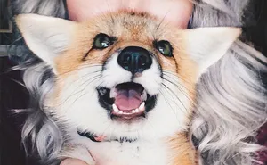 Meet Juniper, The Pet Fox Who's Basically An Orange Dog
