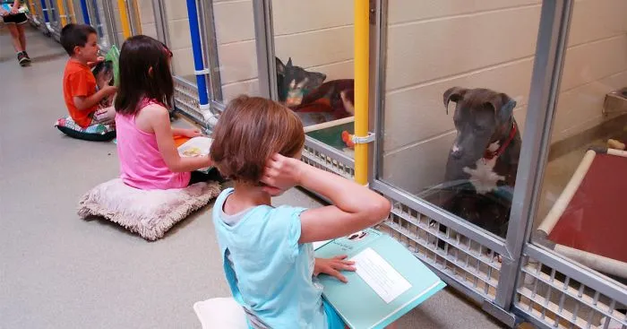 Children Practice Their Reading Skills To Calm Shy Shelter Dogs