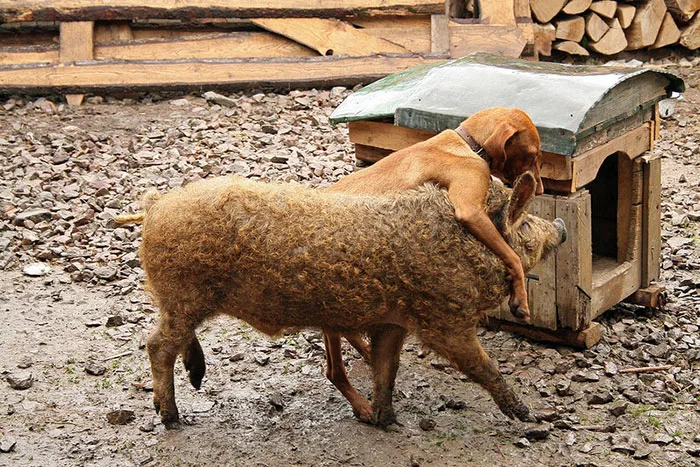 Meet Furry Pigs That Look Like Sheep And Act Like Dogs