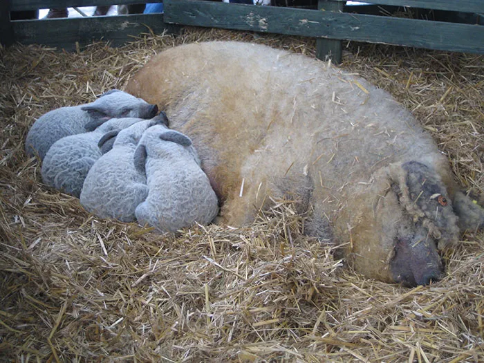 Meet Furry Pigs That Look Like Sheep And Act Like Dogs