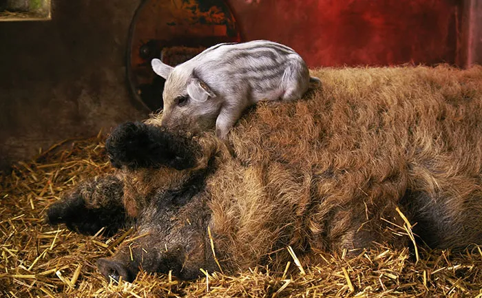 Meet Furry Pigs That Look Like Sheep And Act Like Dogs