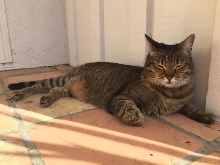 Meet Ferdinand, The Totally Entitled Cat