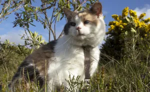 Meet Stevie, My Blind Rescued Cat Who Loves To Go Hiking