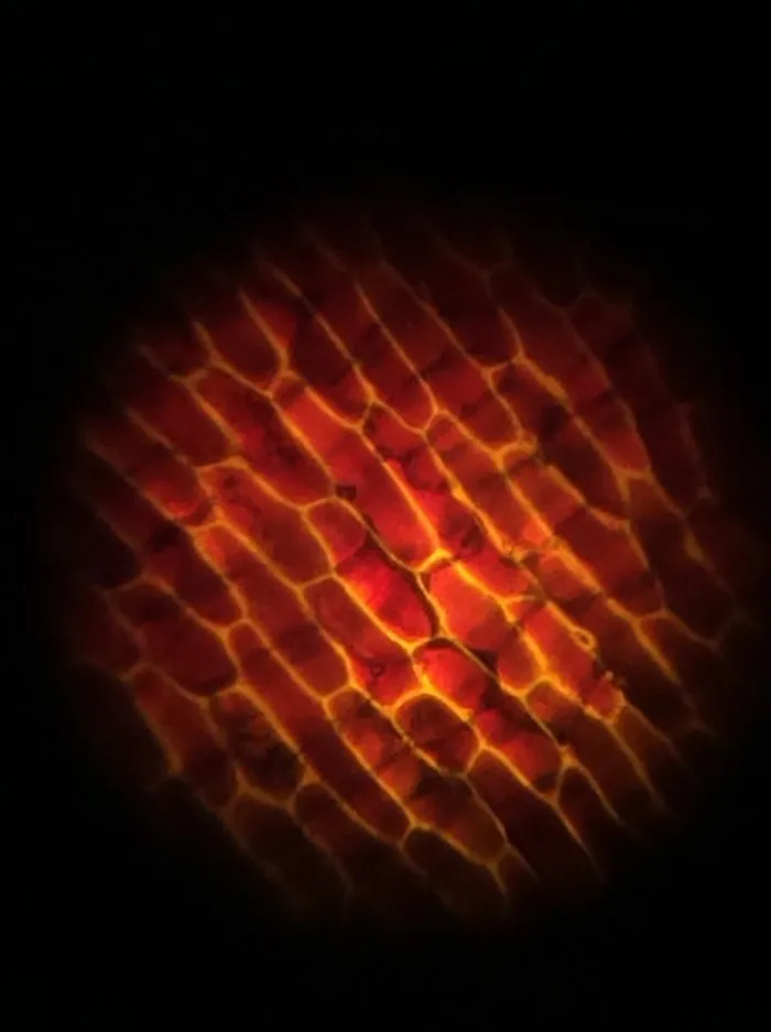 Microscopic Wonders