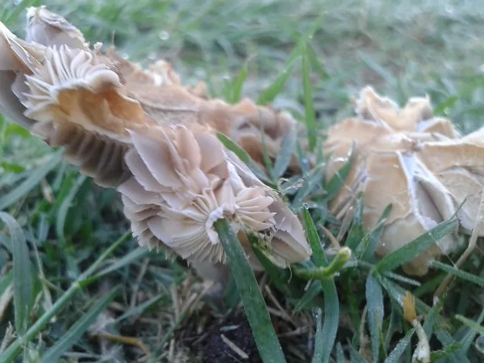 Micro World