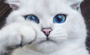 This Cat Has The Most Beautiful Eyes Ever