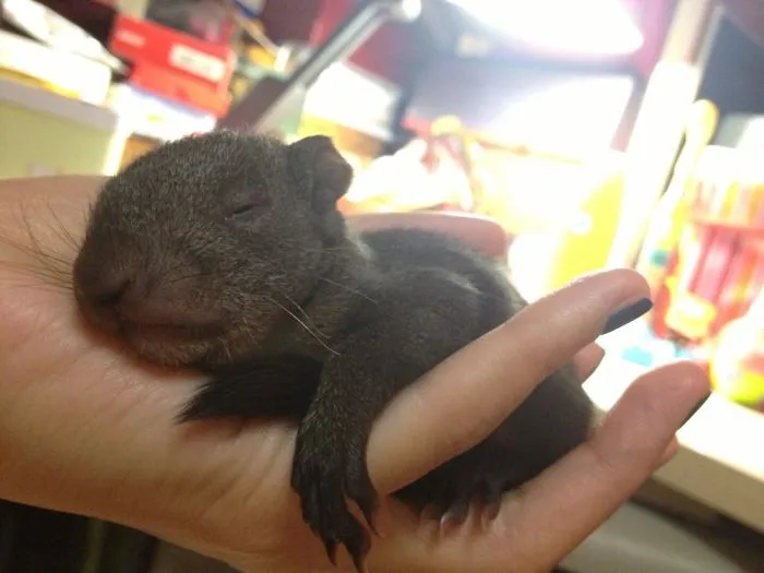 My Baby Squirrel