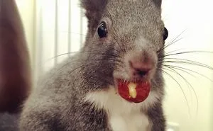 My Squirrel With A Nut