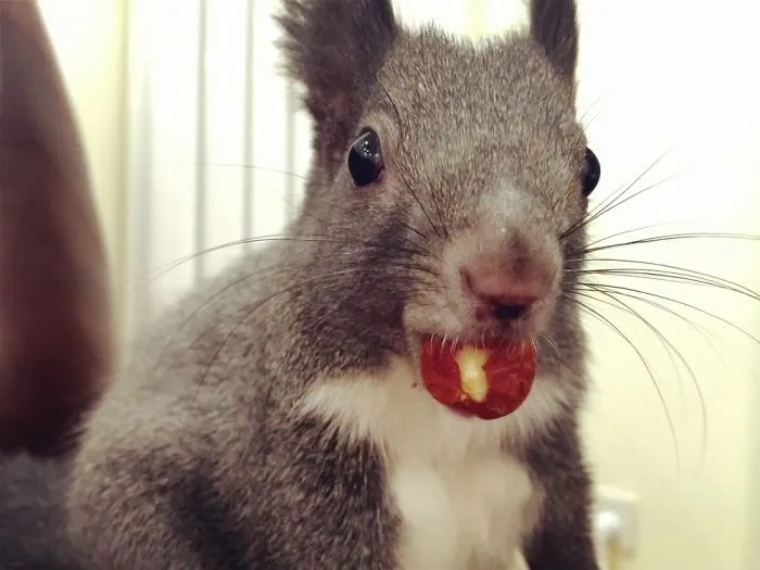 My Squirrel With A Nut
