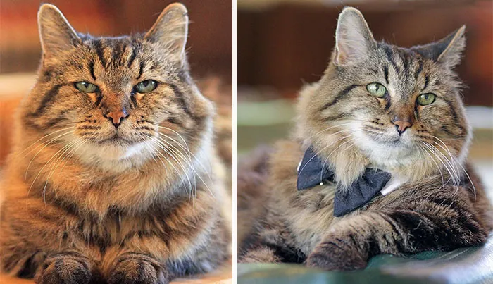 Meet The World's Oldest Cat Aged 26 Who Was Adopted From  A Shelter