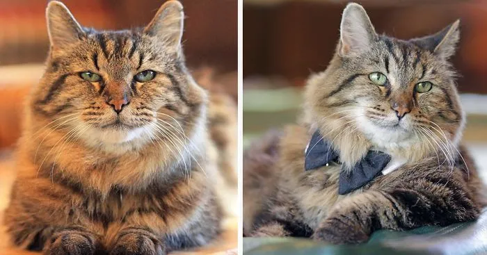 Meet The World's Oldest Cat Aged 26 Who Was Adopted From  A Shelter