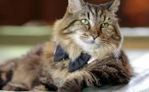 Meet The World's Oldest Cat Aged 26 Who Was Adopted From  A Shelter