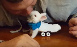 Paralyzed Bunny Gets A Tiny Skateboard Wheelchair To Move Around