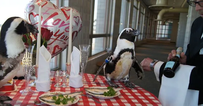This Penguin Couple Just Celebrated Their 22nd Valentine's Day