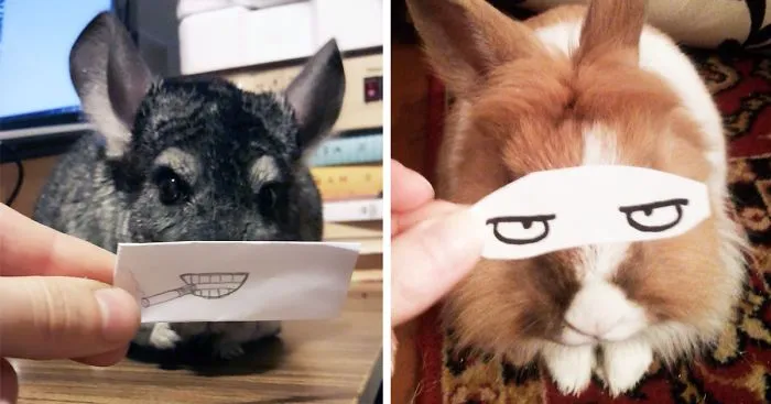 Challenge: Give Your Pets Funny Emotions!