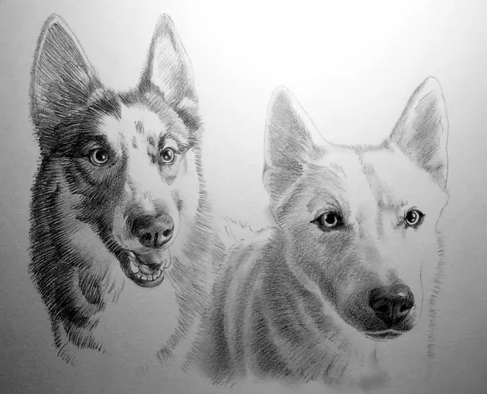 Pet Huskies Pencil Portrait