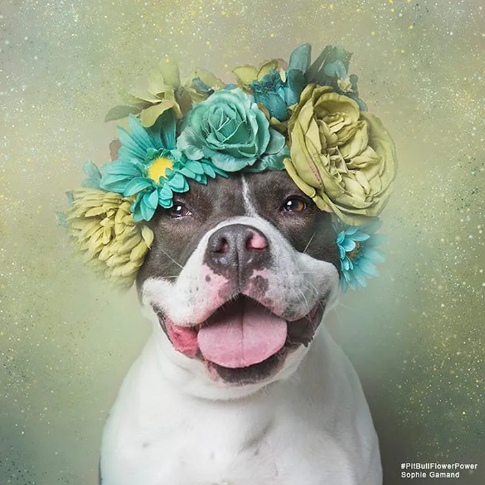 'Pit Bull Flower Power' Already Found Homes For 51 Pits (New Pics)