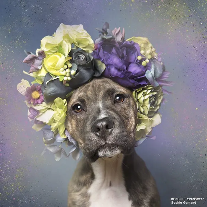 'Pit Bull Flower Power' Already Found Homes For 51 Pits (New Pics)