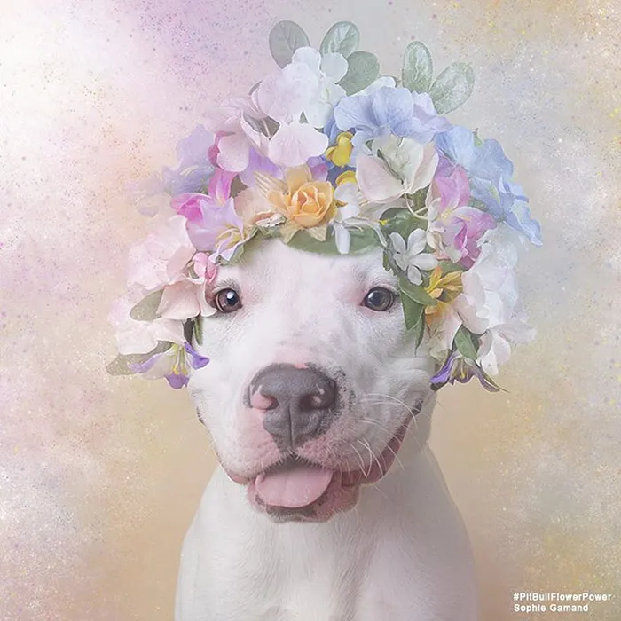 'Pit Bull Flower Power' Already Found Homes For 51 Pits (New Pics)