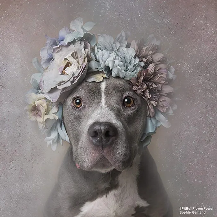 'Pit Bull Flower Power' Already Found Homes For 51 Pits (New Pics)