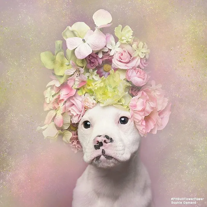 'Pit Bull Flower Power' Already Found Homes For 51 Pits (New Pics)