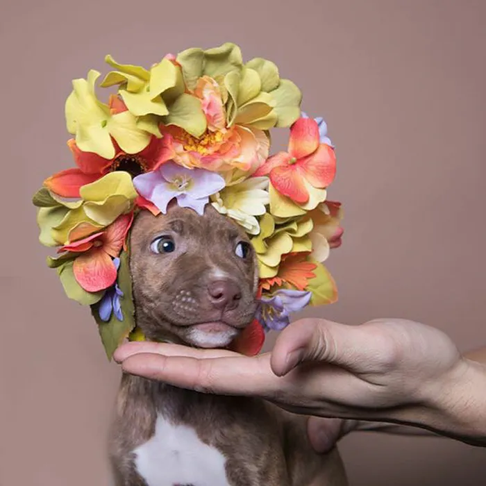 'Pit Bull Flower Power' Already Found Homes For 51 Pits (New Pics)