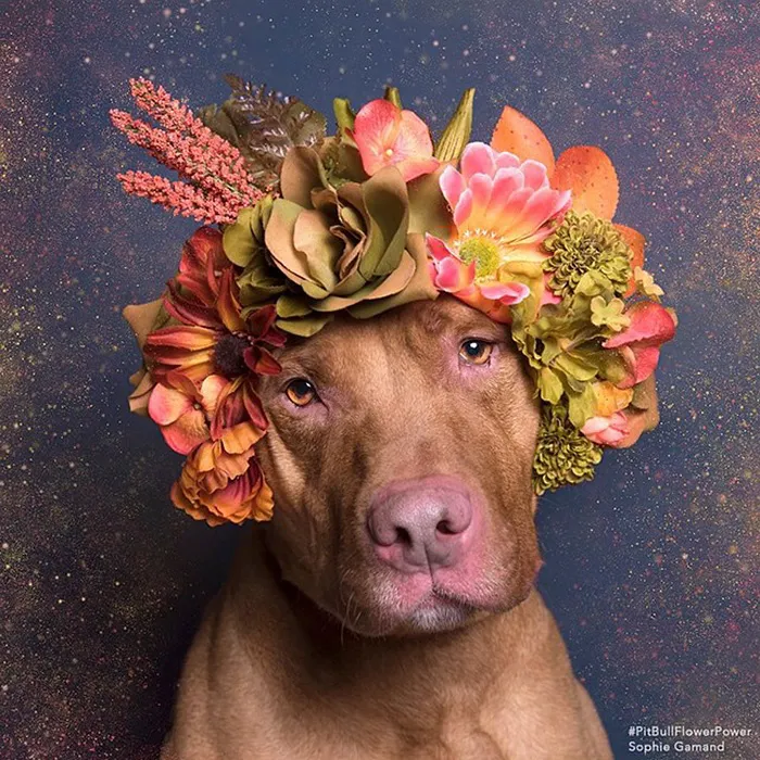 'Pit Bull Flower Power' Already Found Homes For 51 Pits (New Pics)