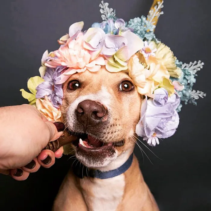 'Pit Bull Flower Power' Already Found Homes For 51 Pits (New Pics)