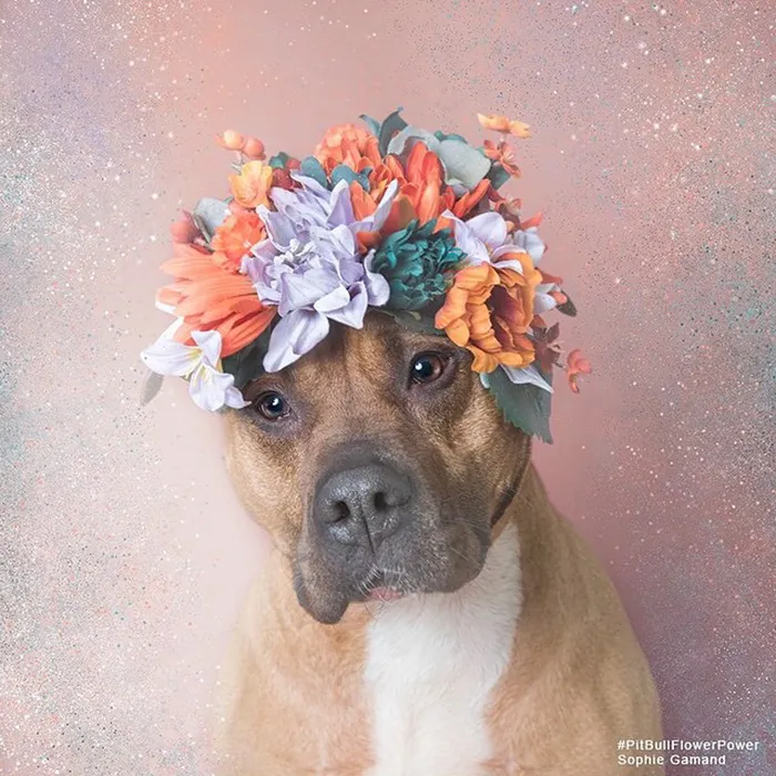 'Pit Bull Flower Power' Already Found Homes For 51 Pits (New Pics)
