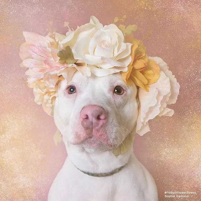 'Pit Bull Flower Power' Already Found Homes For 51 Pits (New Pics)