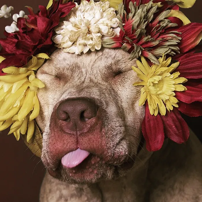 'Pit Bull Flower Power' Already Found Homes For 51 Pits (New Pics)