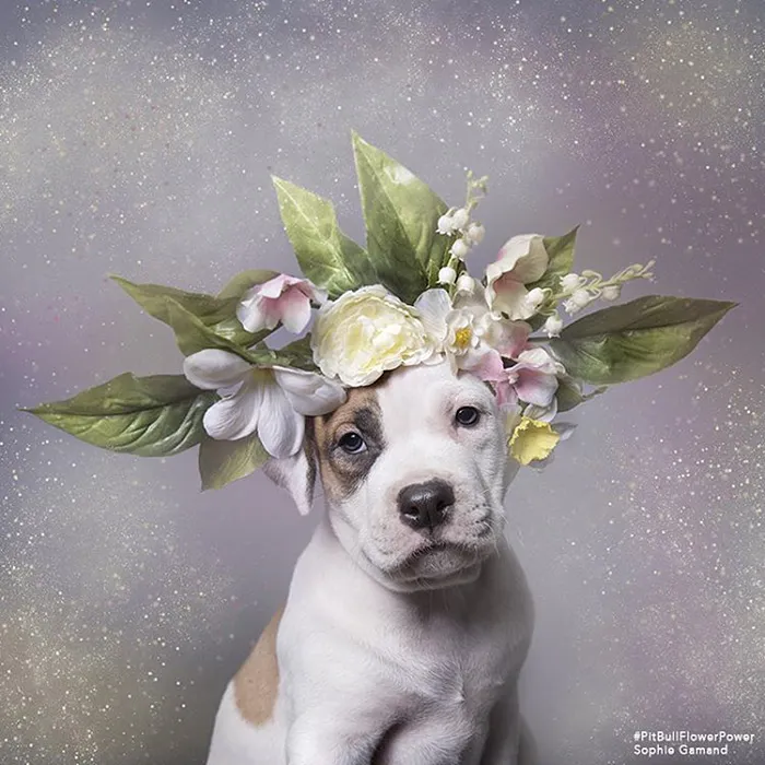 'Pit Bull Flower Power' Already Found Homes For 51 Pits (New Pics)