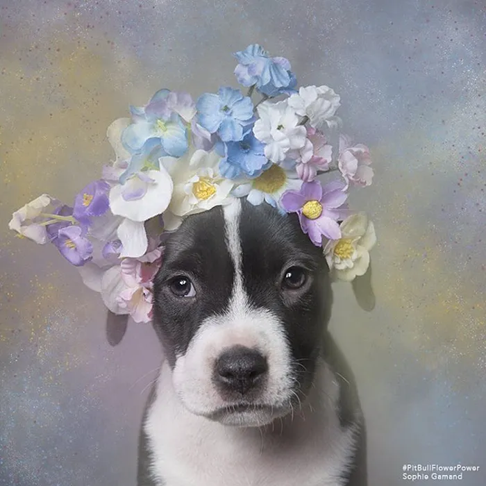 'Pit Bull Flower Power' Already Found Homes For 51 Pits (New Pics)
