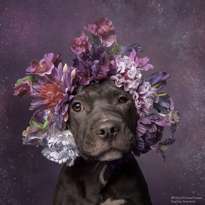 'Pit Bull Flower Power' Already Found Homes For 51 Pits (New Pics)