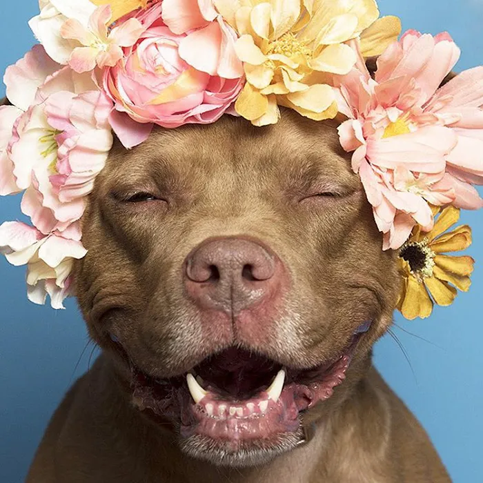 'Pit Bull Flower Power' Already Found Homes For 51 Pits (New Pics)