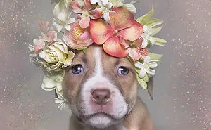 'Pit Bull Flower Power' Already Found Homes For 51 Pits (New Pics)