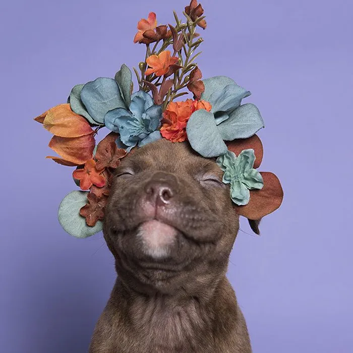 'Pit Bull Flower Power' Already Found Homes For 51 Pits (New Pics)