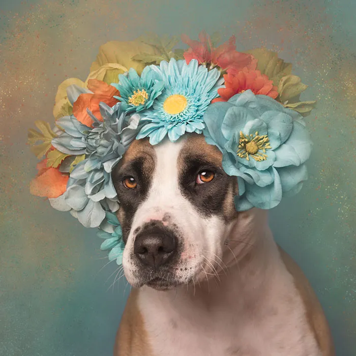 'Pit Bull Flower Power' Already Found Homes For 51 Pits (New Pics)