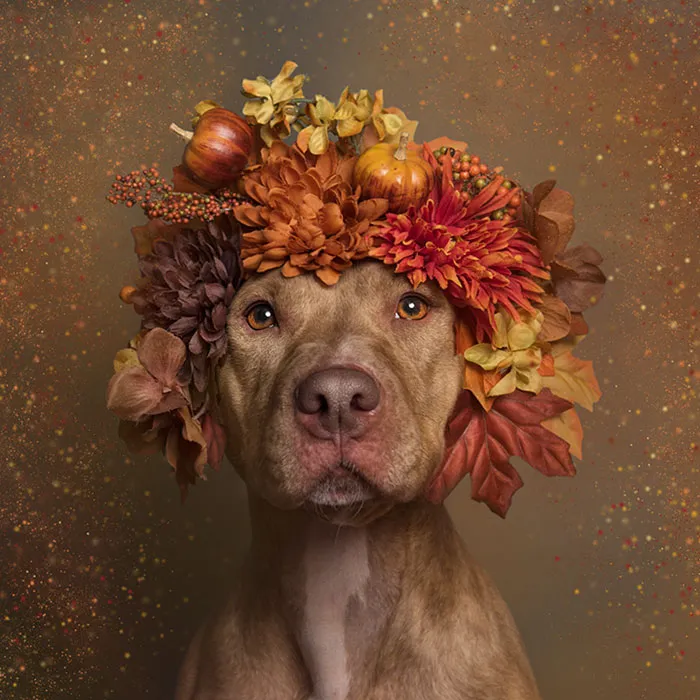 'Pit Bull Flower Power' Already Found Homes For 51 Pits (New Pics)