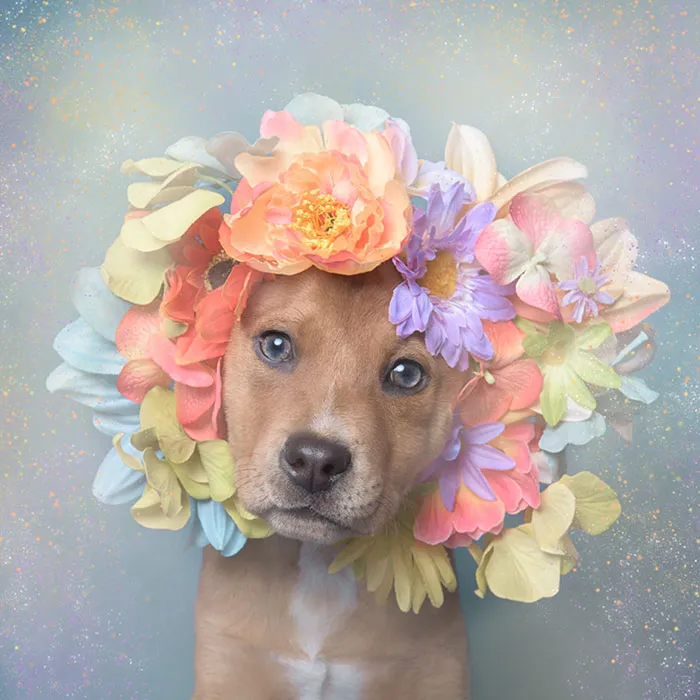 'Pit Bull Flower Power' Already Found Homes For 51 Pits (New Pics)