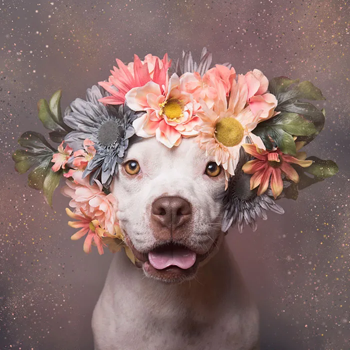 'Pit Bull Flower Power' Already Found Homes For 51 Pits (New Pics)