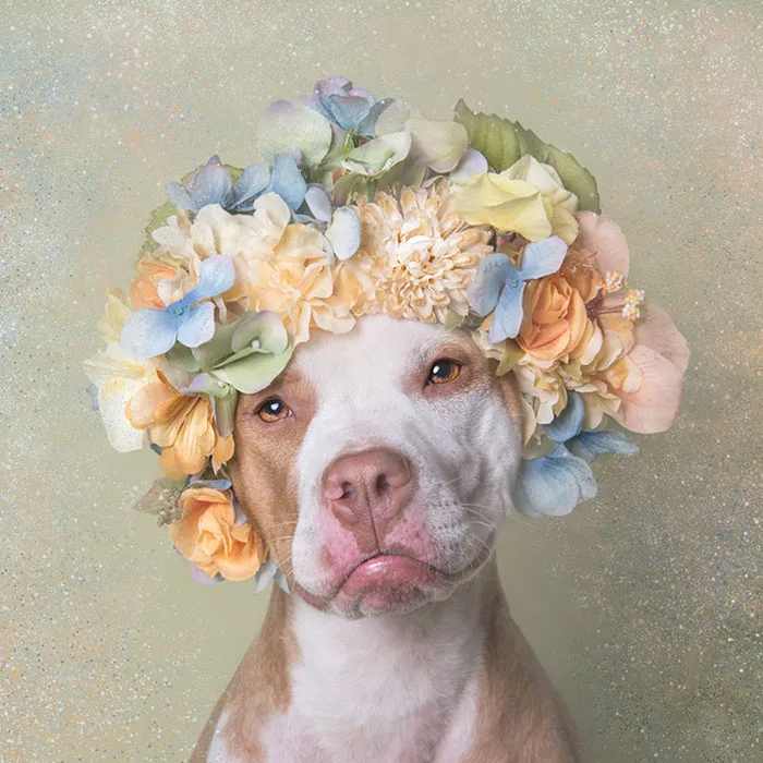 'Pit Bull Flower Power' Already Found Homes For 51 Pits (New Pics)