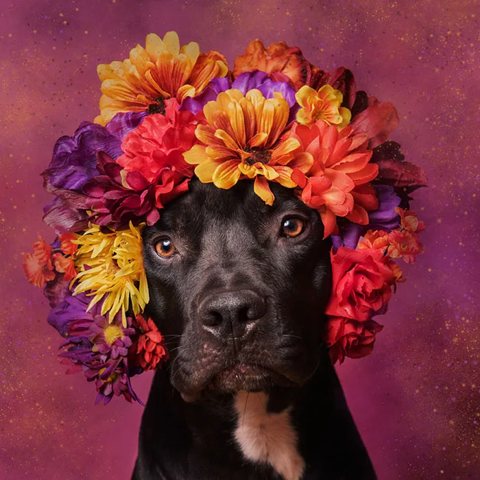 'Pit Bull Flower Power' Already Found Homes For 51 Pits (New Pics)