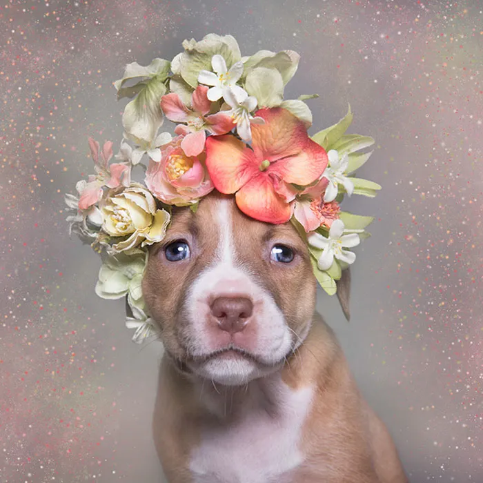 'Pit Bull Flower Power' Already Found Homes For 51 Pits (New Pics)