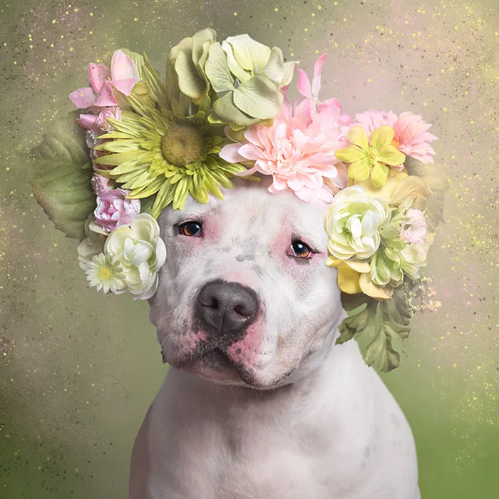 'Pit Bull Flower Power' Already Found Homes For 51 Pits (New Pics)